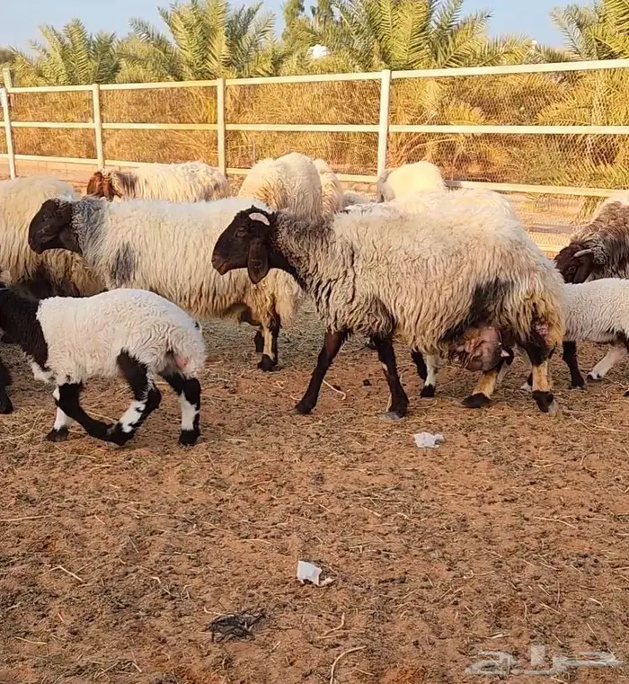 غنم نعيم مراح واحد 8