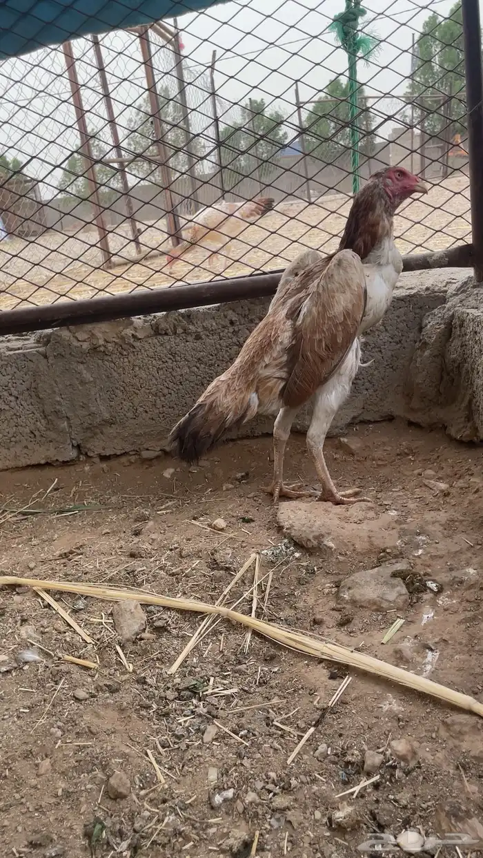 طقم شامو ياباني ودجاجه سندي 0