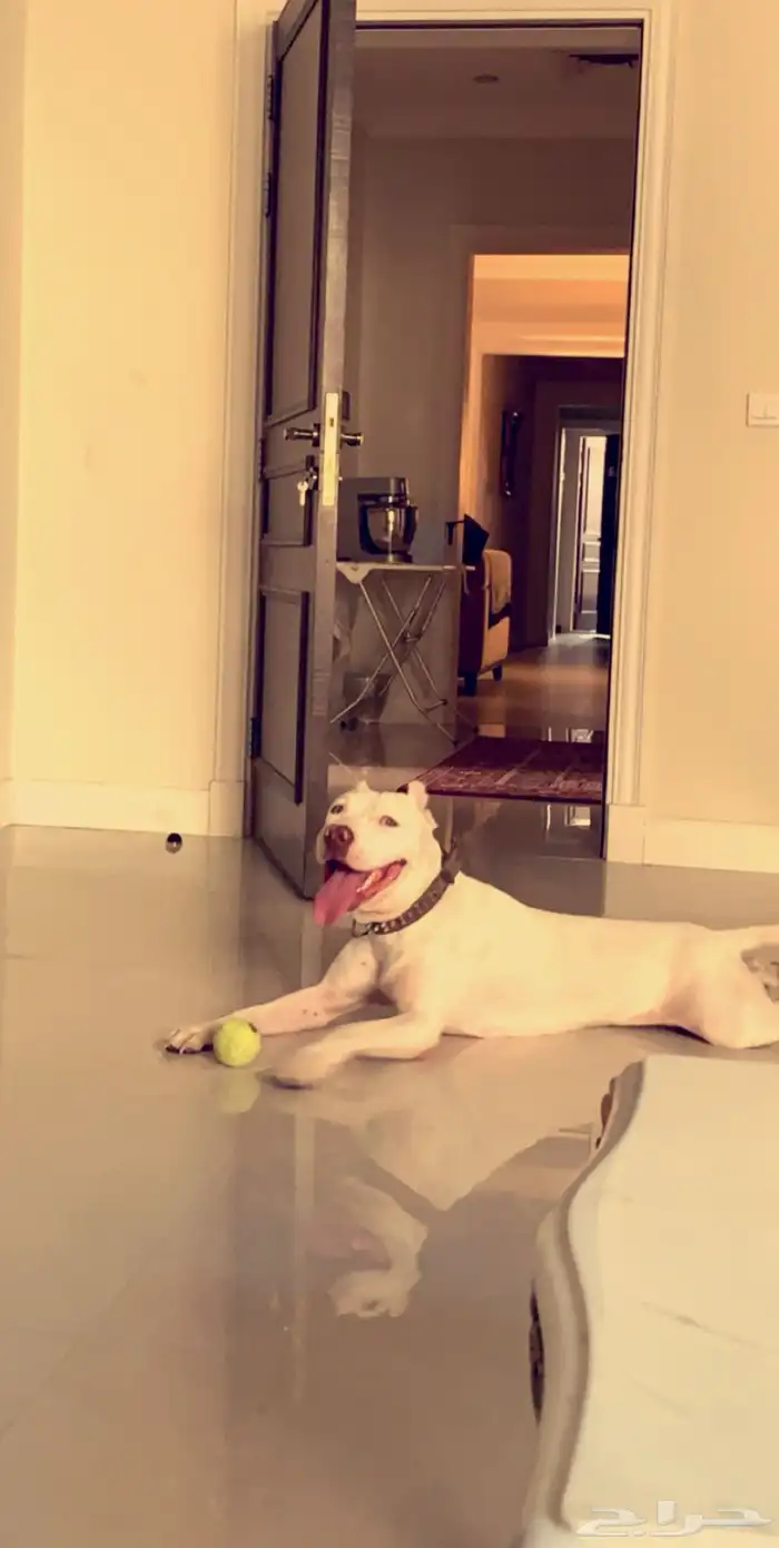 مدرب كلاب معتمد 5