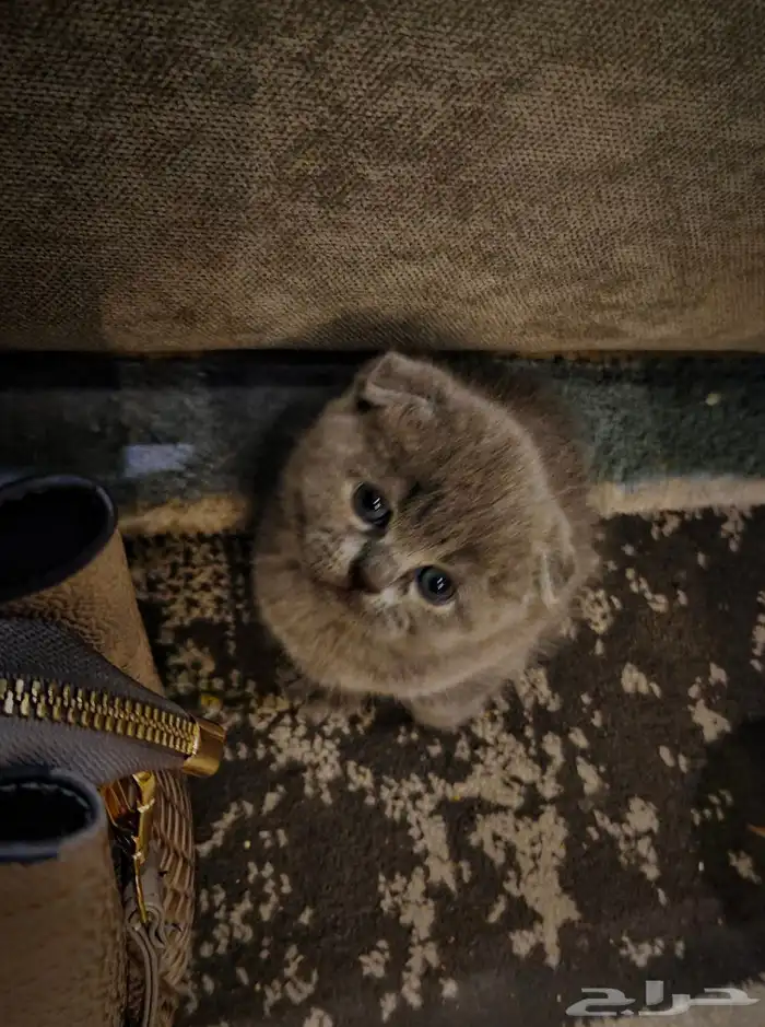 للبيع 5 قطط كيتن سكوتش فولد وراغدول العمر 43 يوم 9