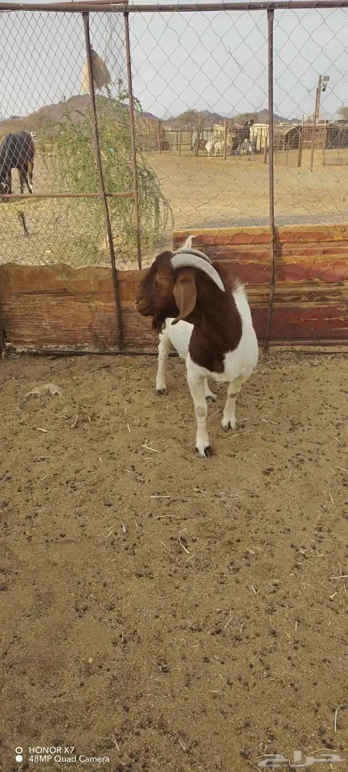 تيس بورقت فحل 1