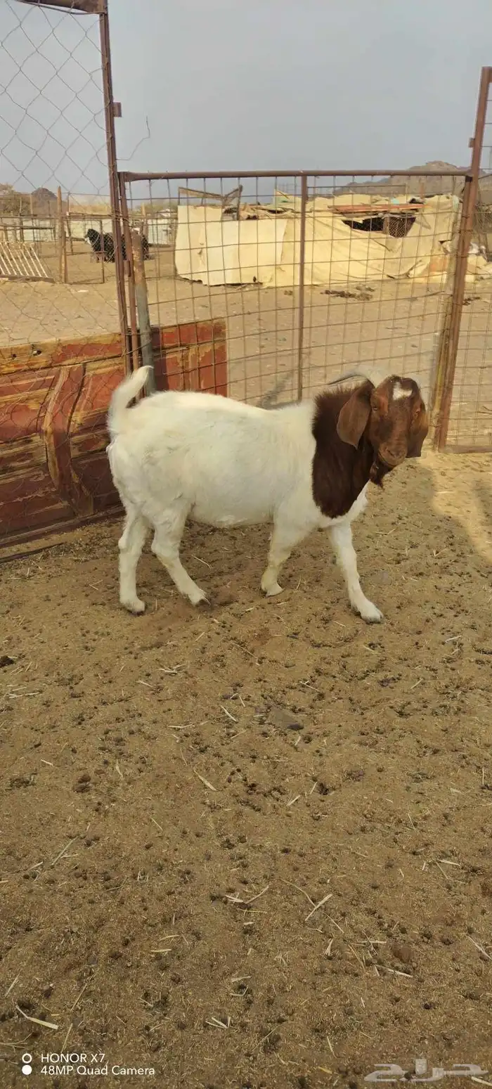 تيس بورقت فحل 0