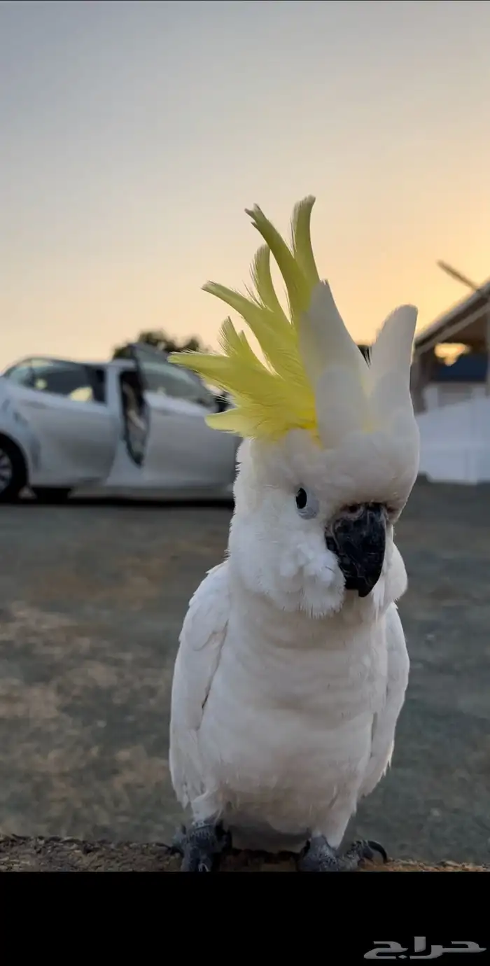 ببغاء كوكاتو ترايتون 2
