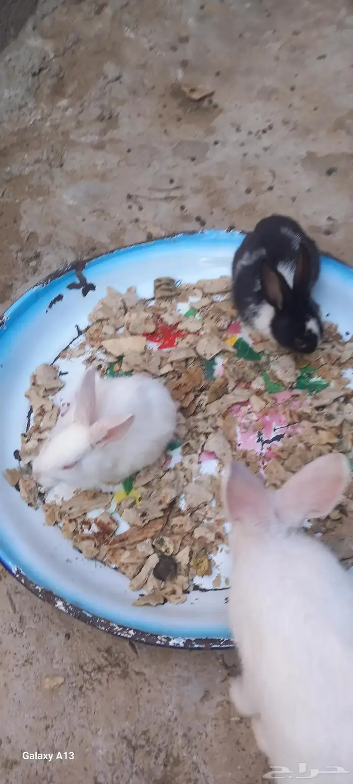 السلام عليكم العرض لكم أرنب 0