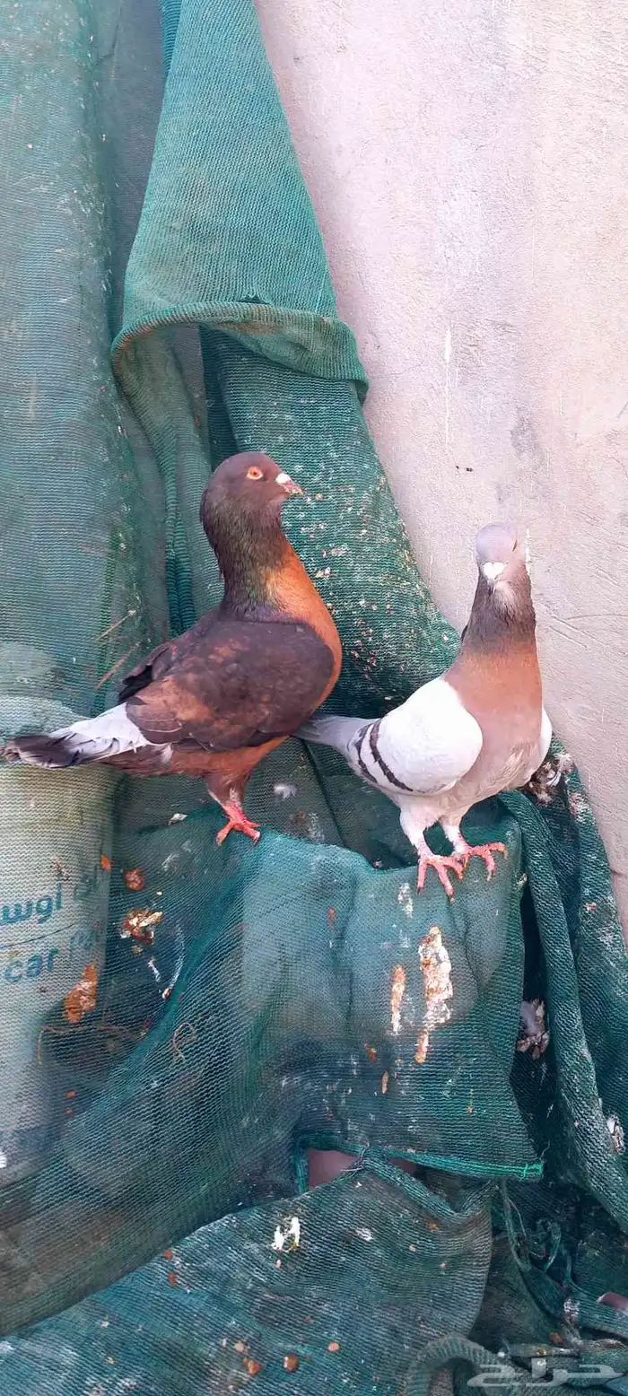 أعرض لكم جوز شامي تب التب 2