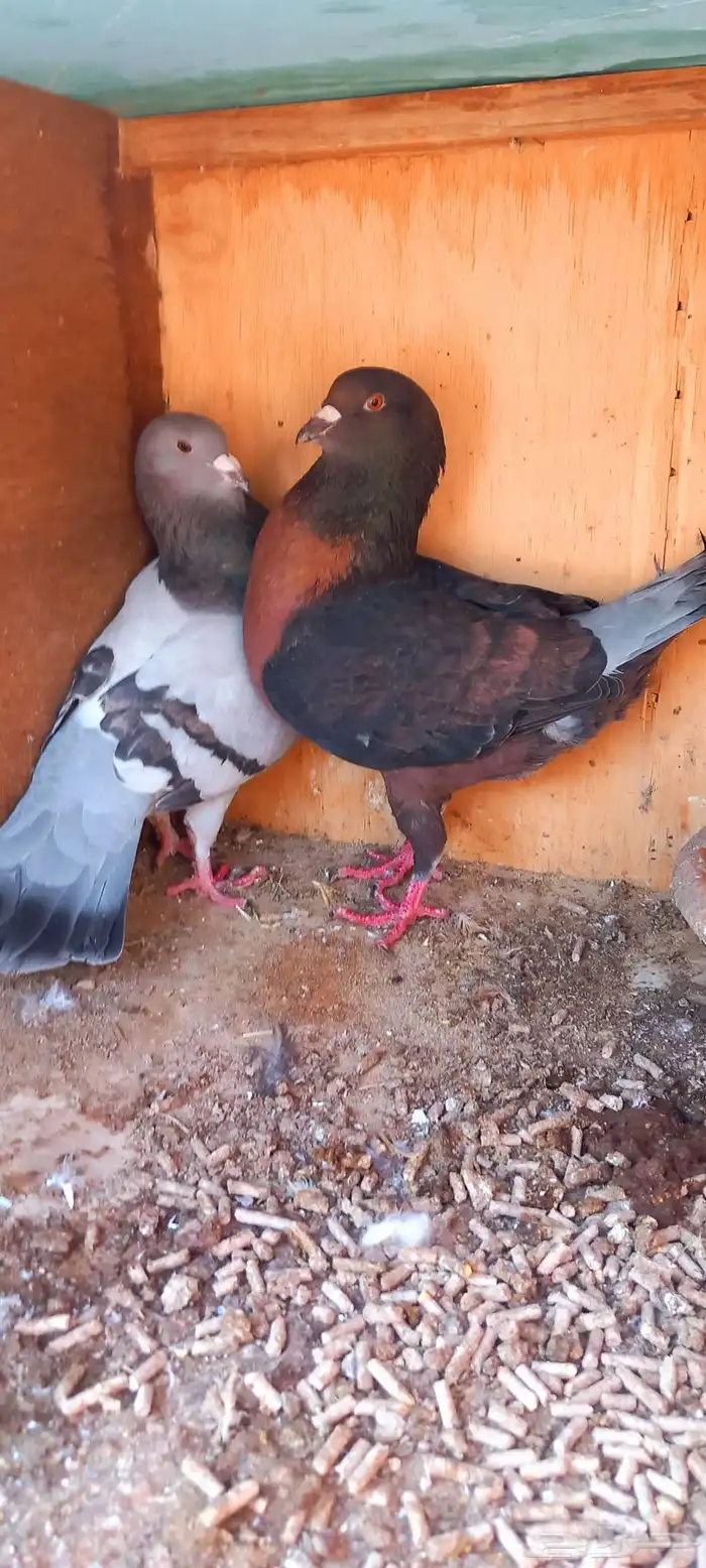 أعرض لكم جوز شامي تب التب 3