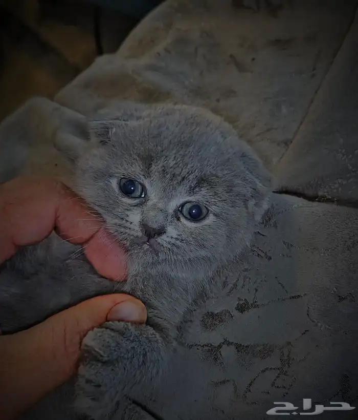 للبيع 5 قطط كيتن سكوتش فولد وراغدول العمر 43 يوم 0