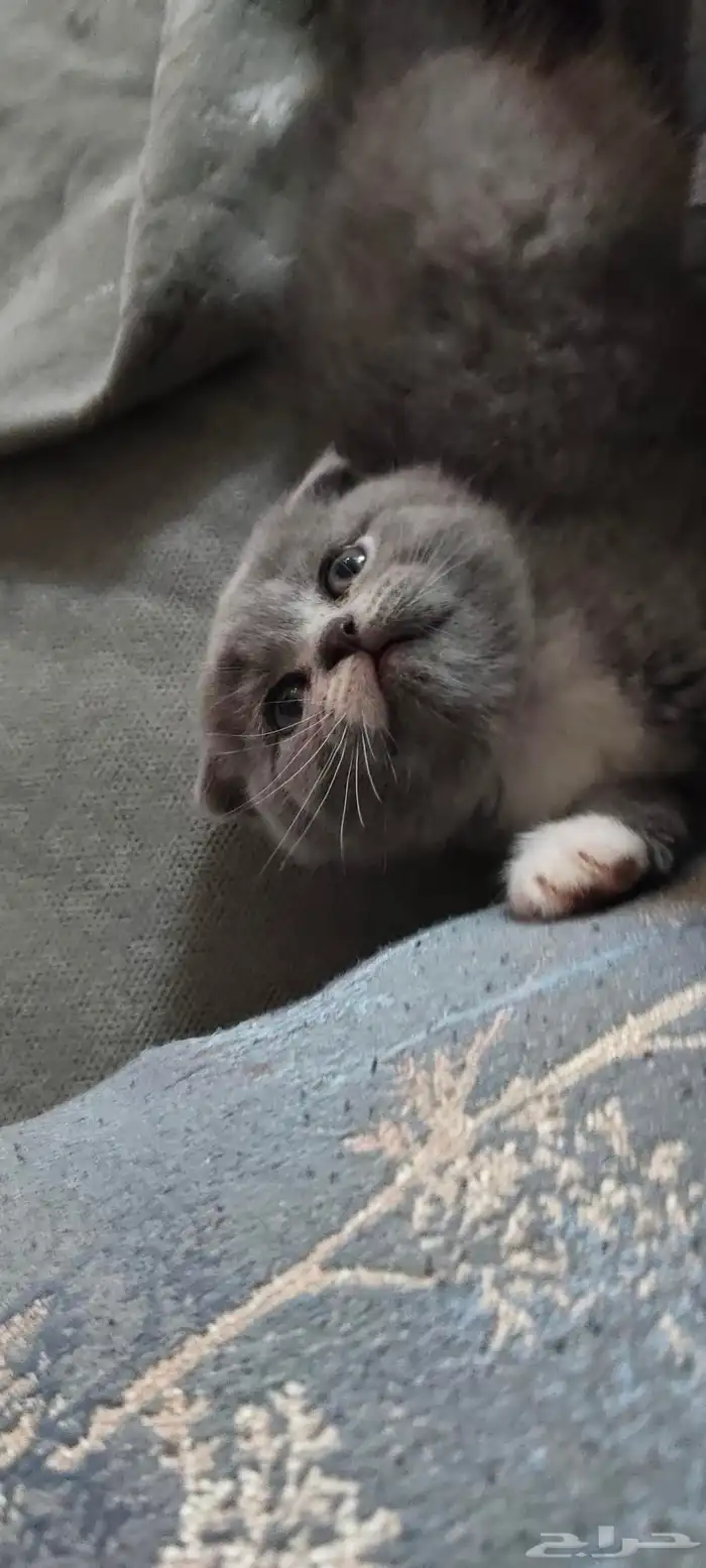 للبيع 5 قطط كيتن سكوتش فولد وراغدول العمر 43 يوم 7