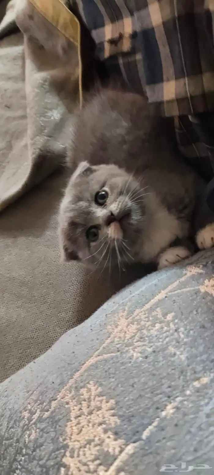 للبيع 5 قطط كيتن سكوتش فولد وراغدول العمر 43 يوم 8
