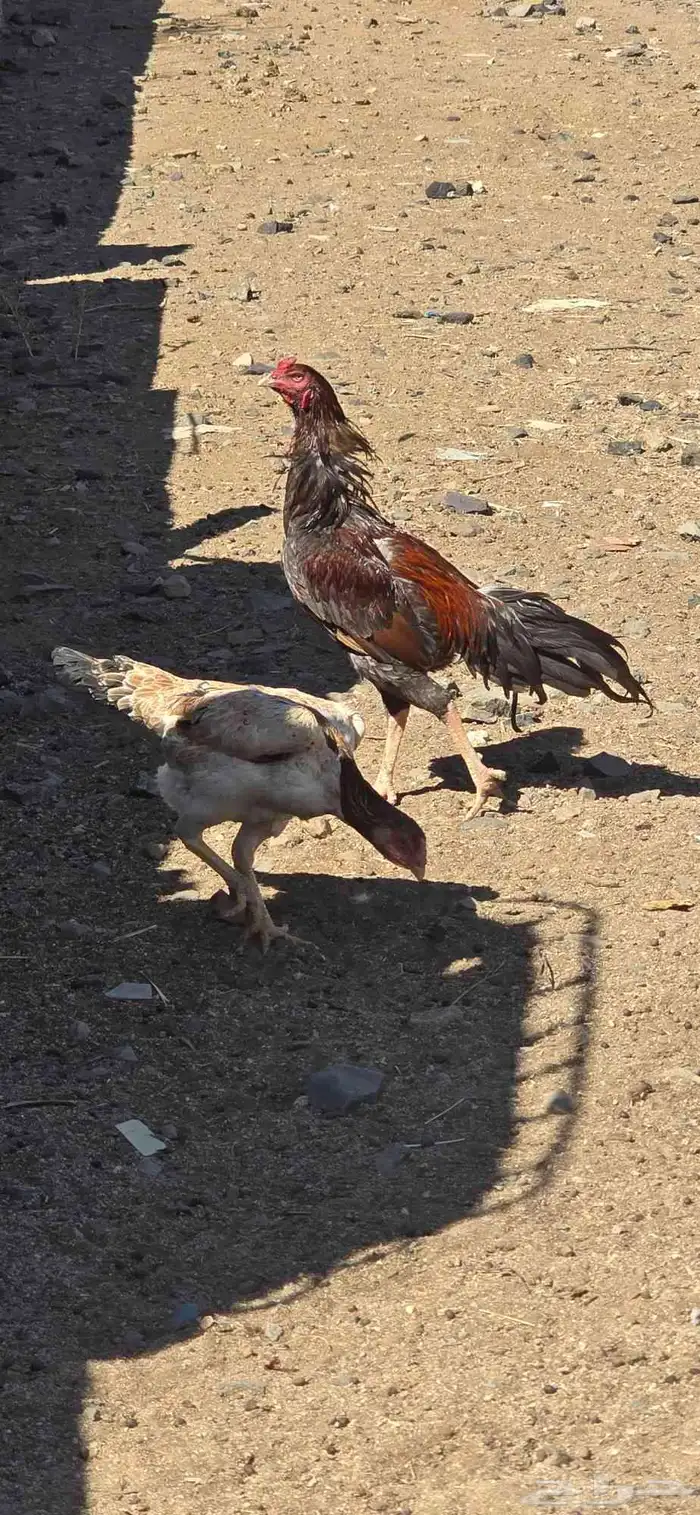دجاج للبيع 4