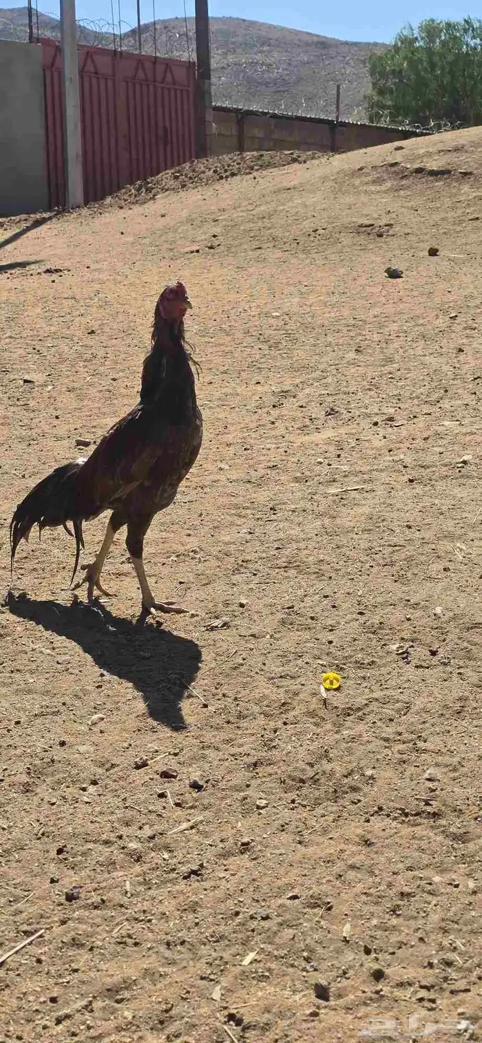 دجاج للبيع 0