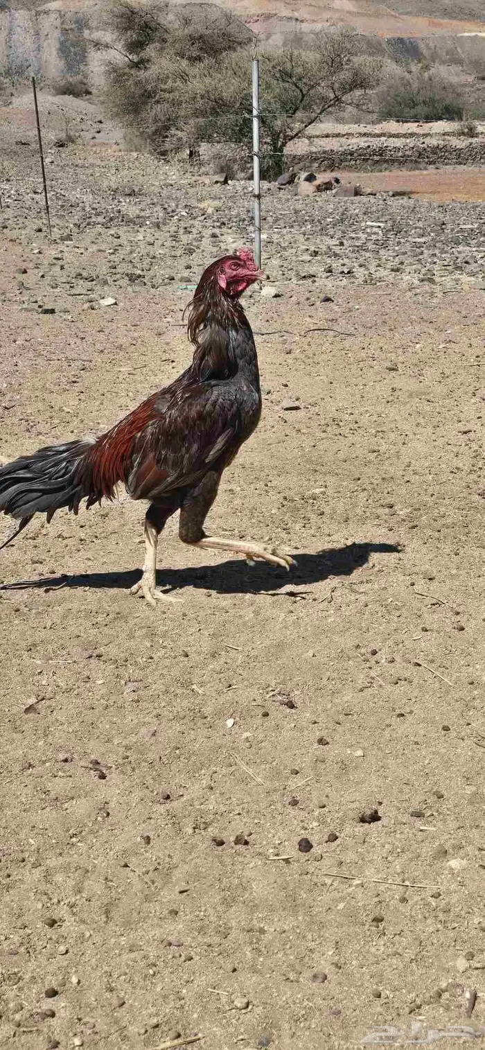 دجاج للبيع 1