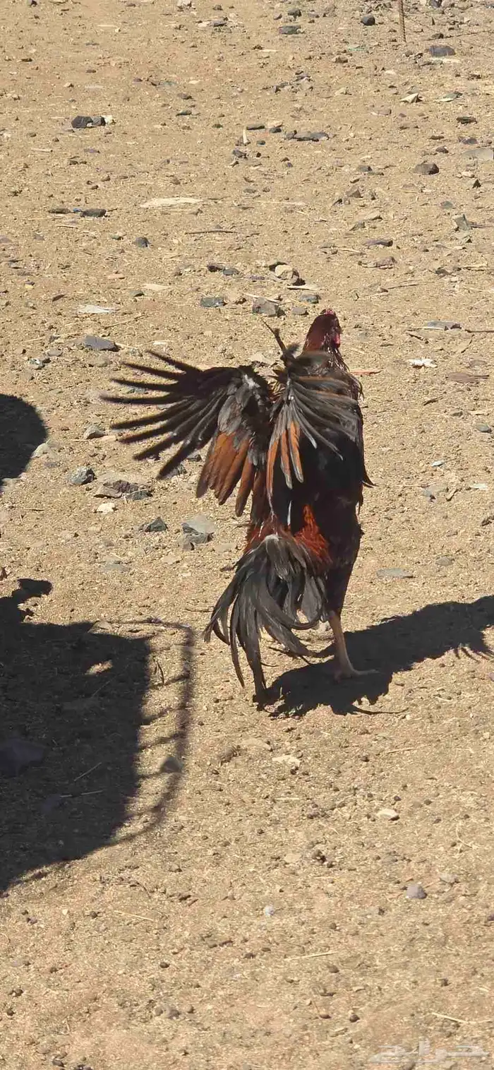 دجاج للبيع 3