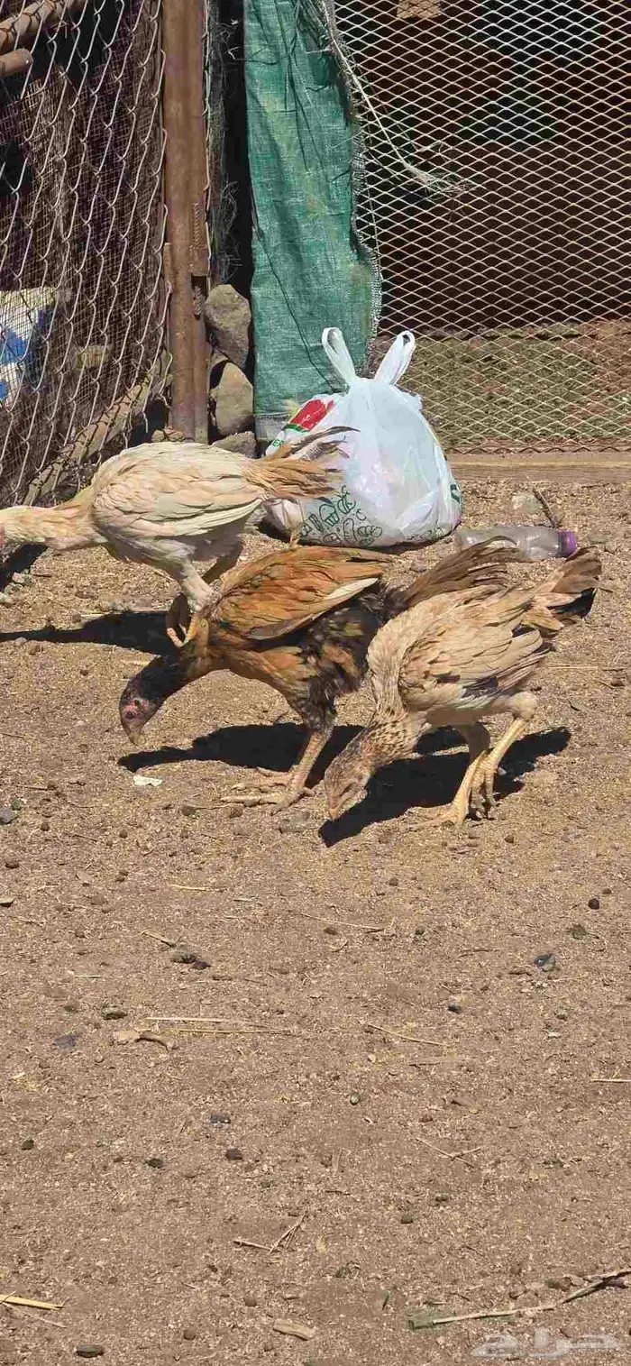 دجاج للبيع 2