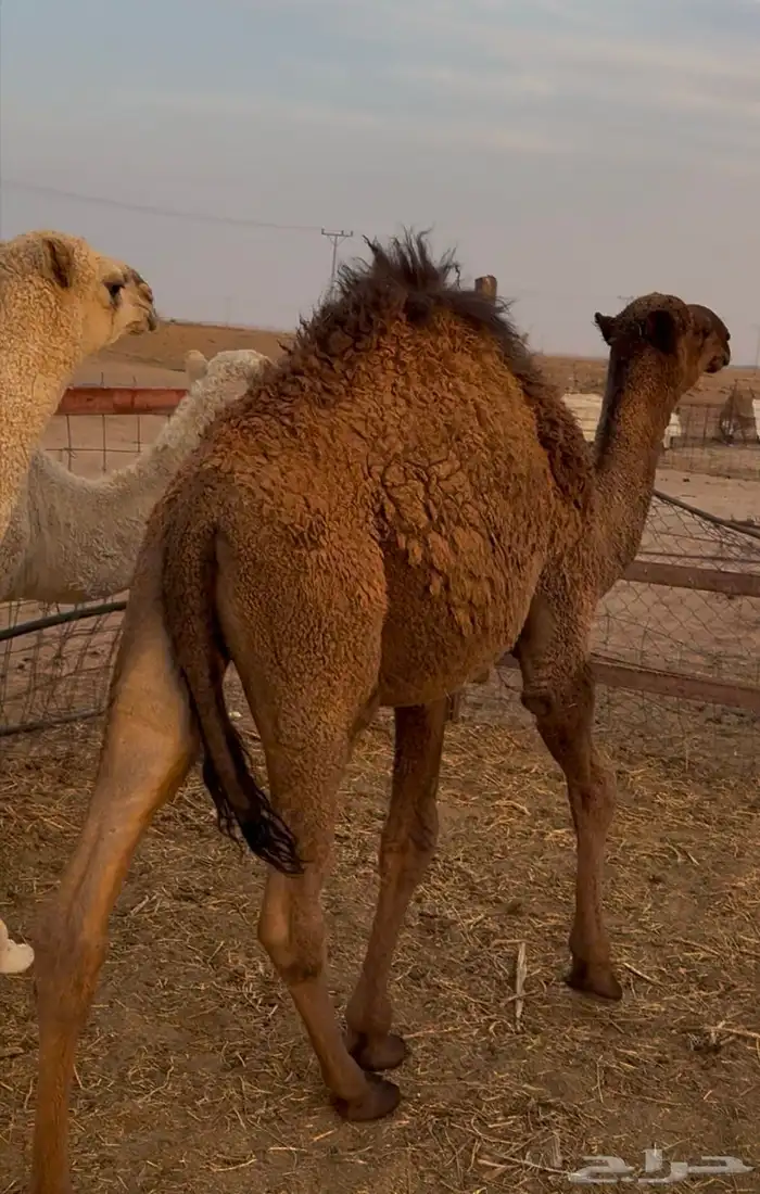 حشو طيبة للبيع 0