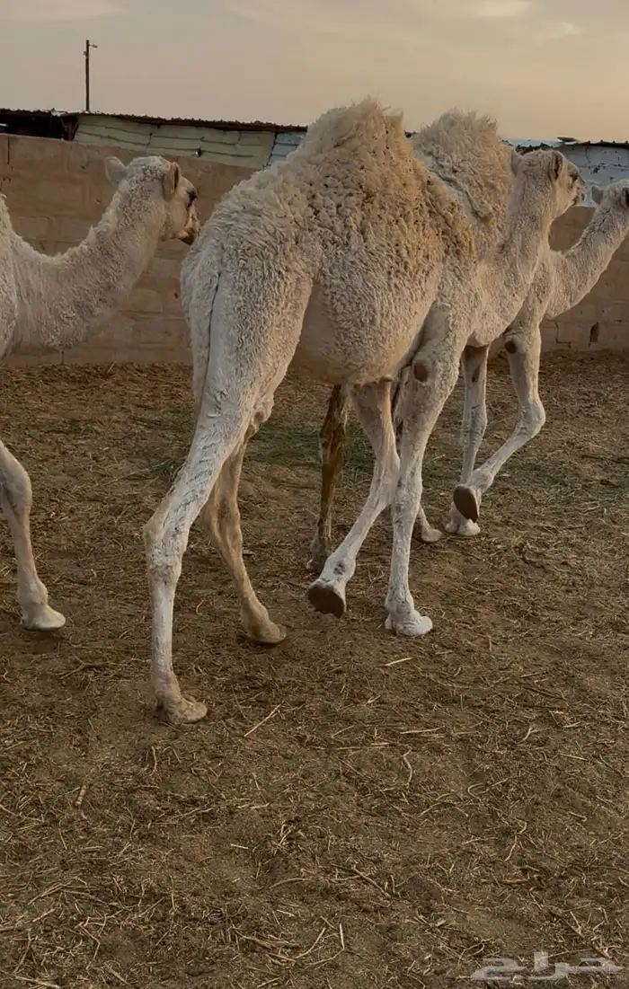 حشو طيبة للبيع 3