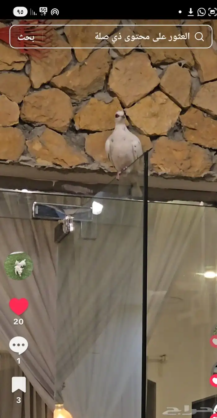 قميري أفريقي هولندي قطاء قزمي 3