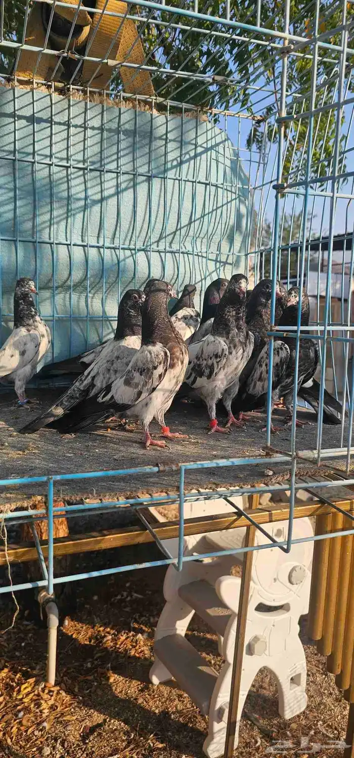 حمام باكستاني تيدي 1