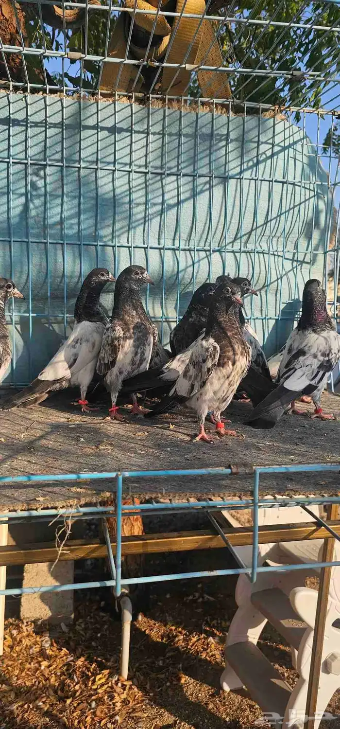 حمام باكستاني تيدي 4