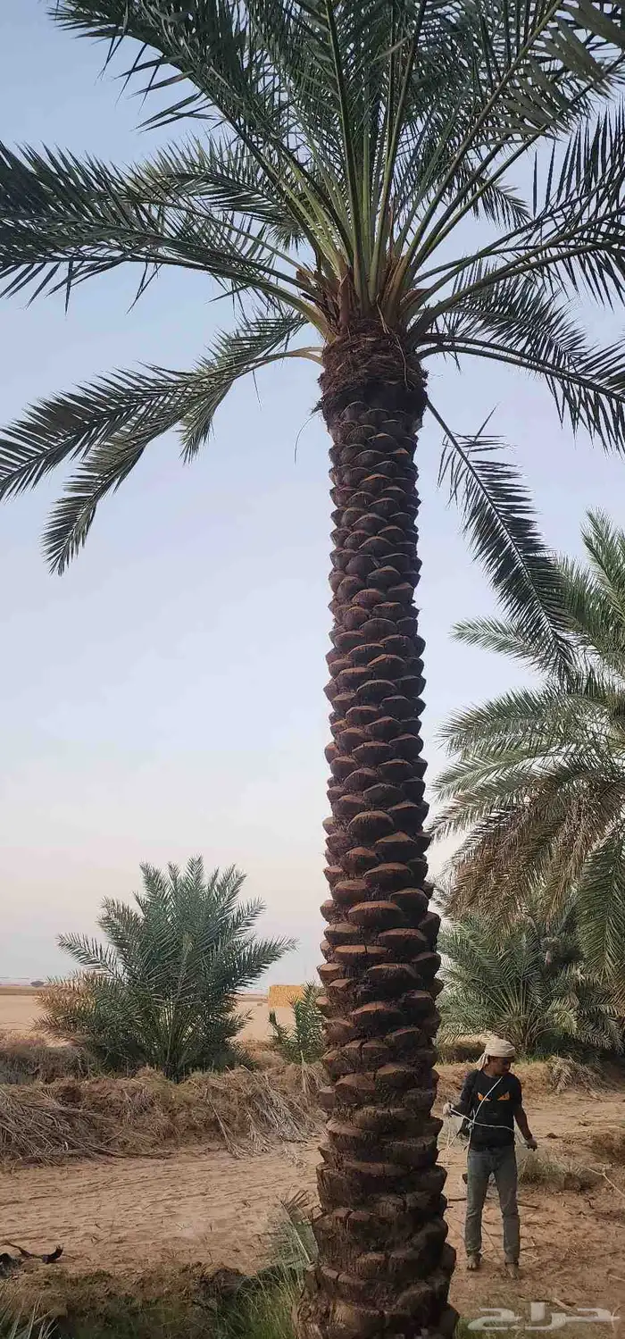 يتوفر لدينا نقابل نخل من 5 متر إلى 8 0