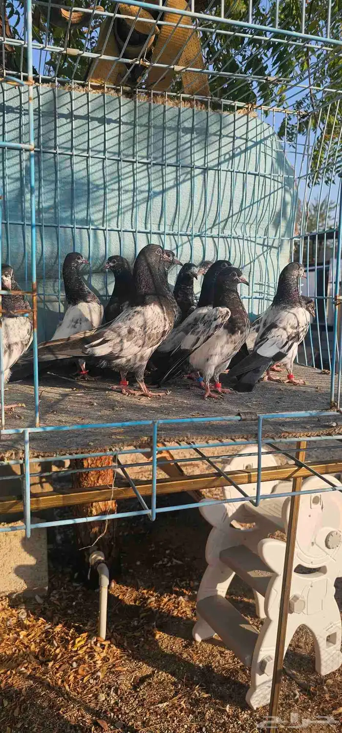 حمام باكستاني تيدي 3