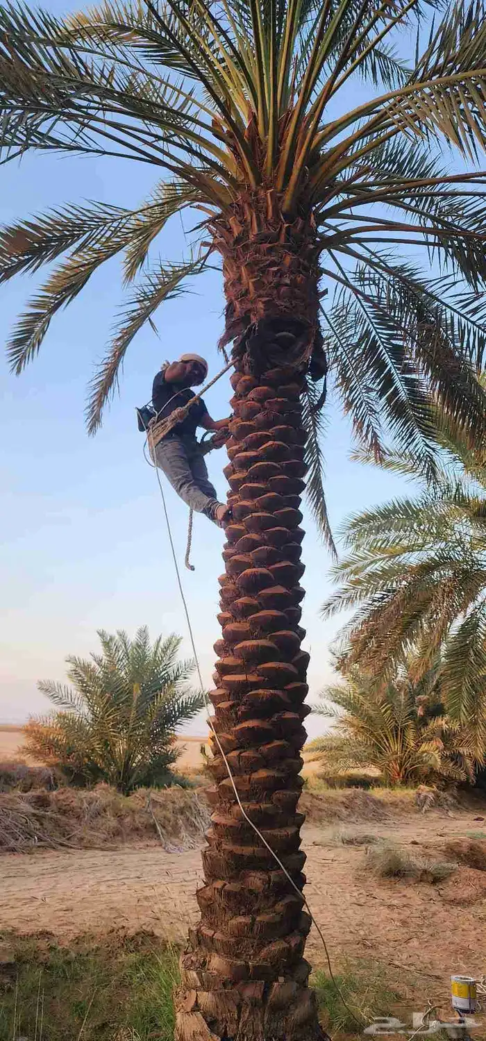 يتوفر لدينا نقابل نخل من 5 متر إلى 8 2