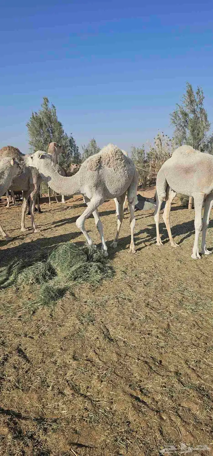 قعدان قصب بها 5 بكار 0