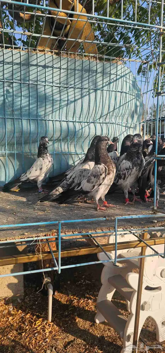 حمام باكستاني تيدي 0