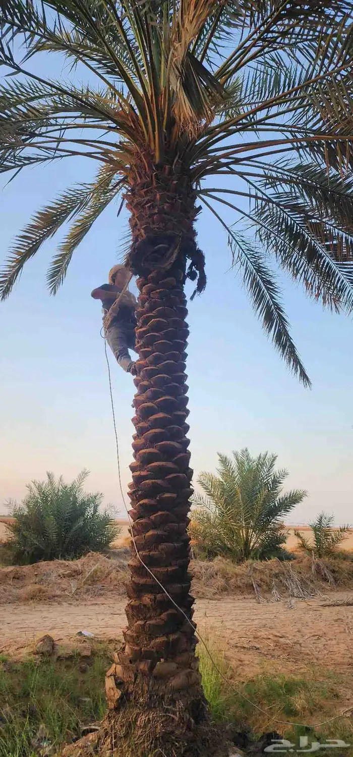 يتوفر لدينا نقابل نخل من 5 متر إلى 8 1