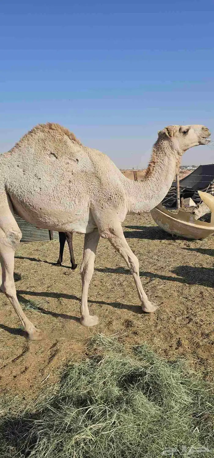 قعدان قصب بها 5 بكار 2