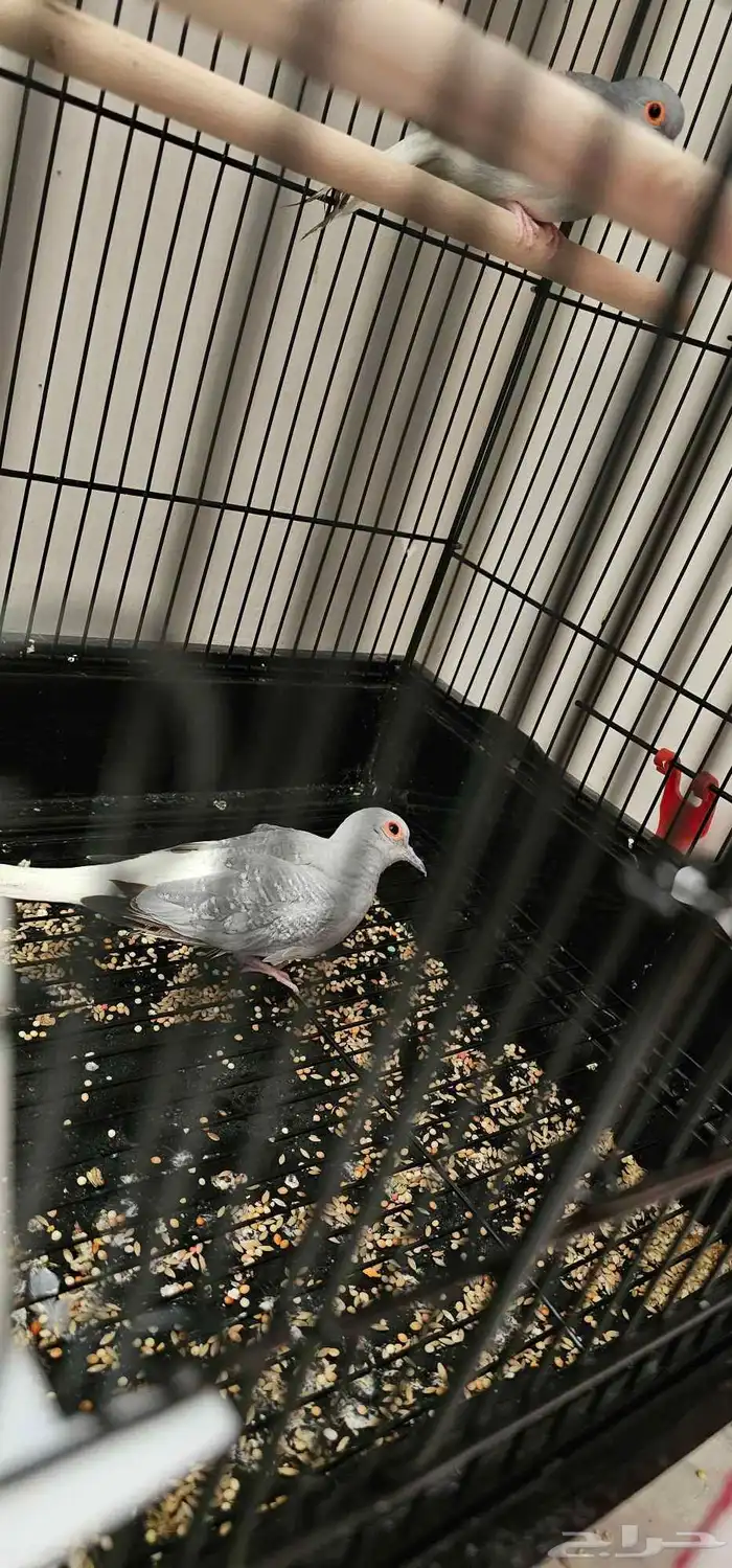 طيور حمام ماسي و كناري 1