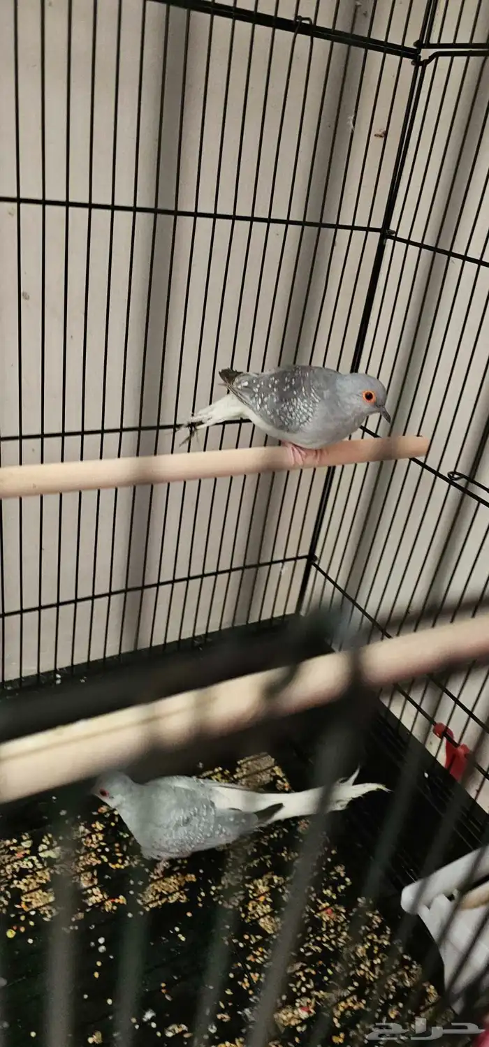 طيور حمام ماسي و كناري 0