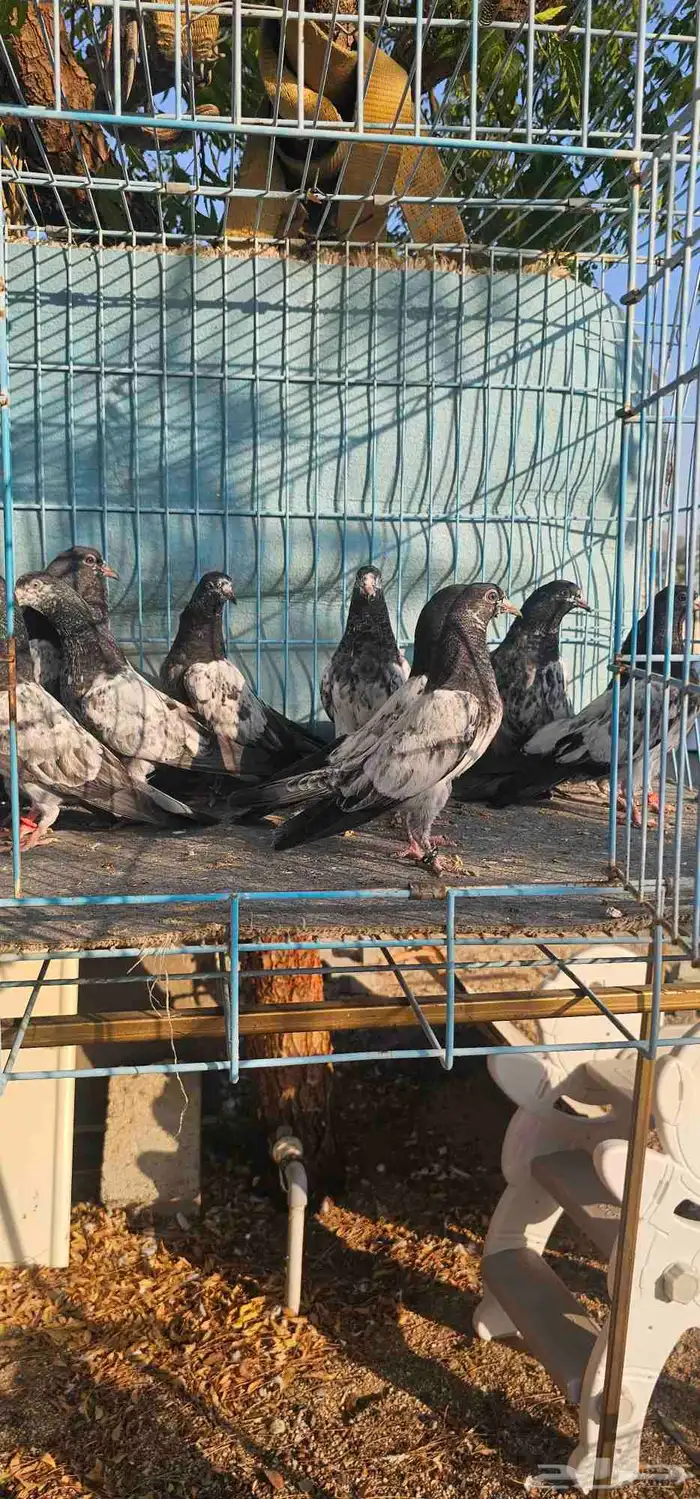 حمام باكستاني تيدي 2