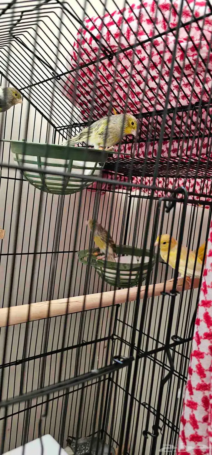 طيور حمام ماسي و كناري 2