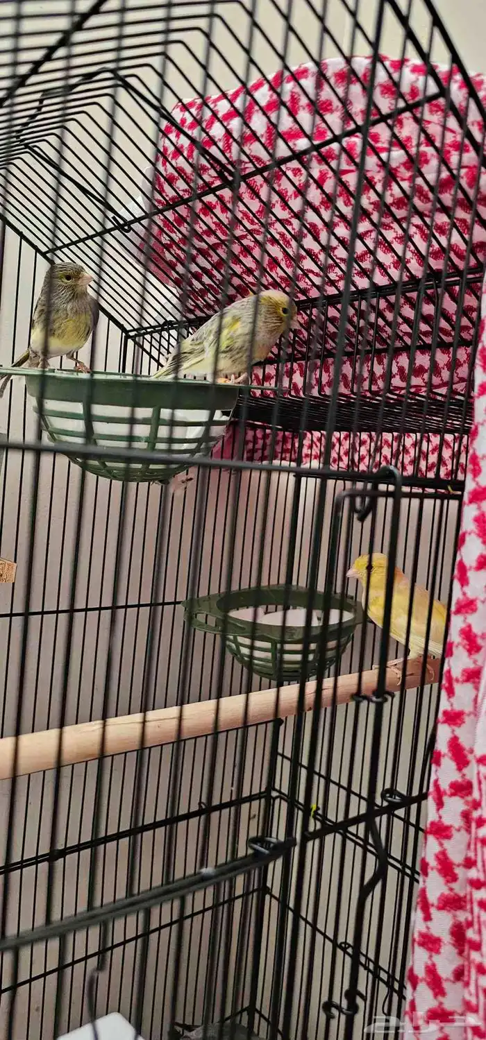 طيور حمام ماسي و كناري 3