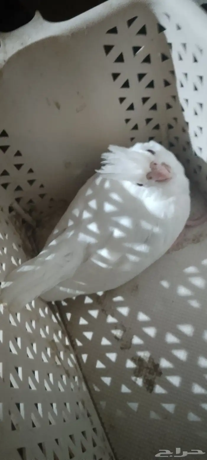 متوفر البينو فرخ 0