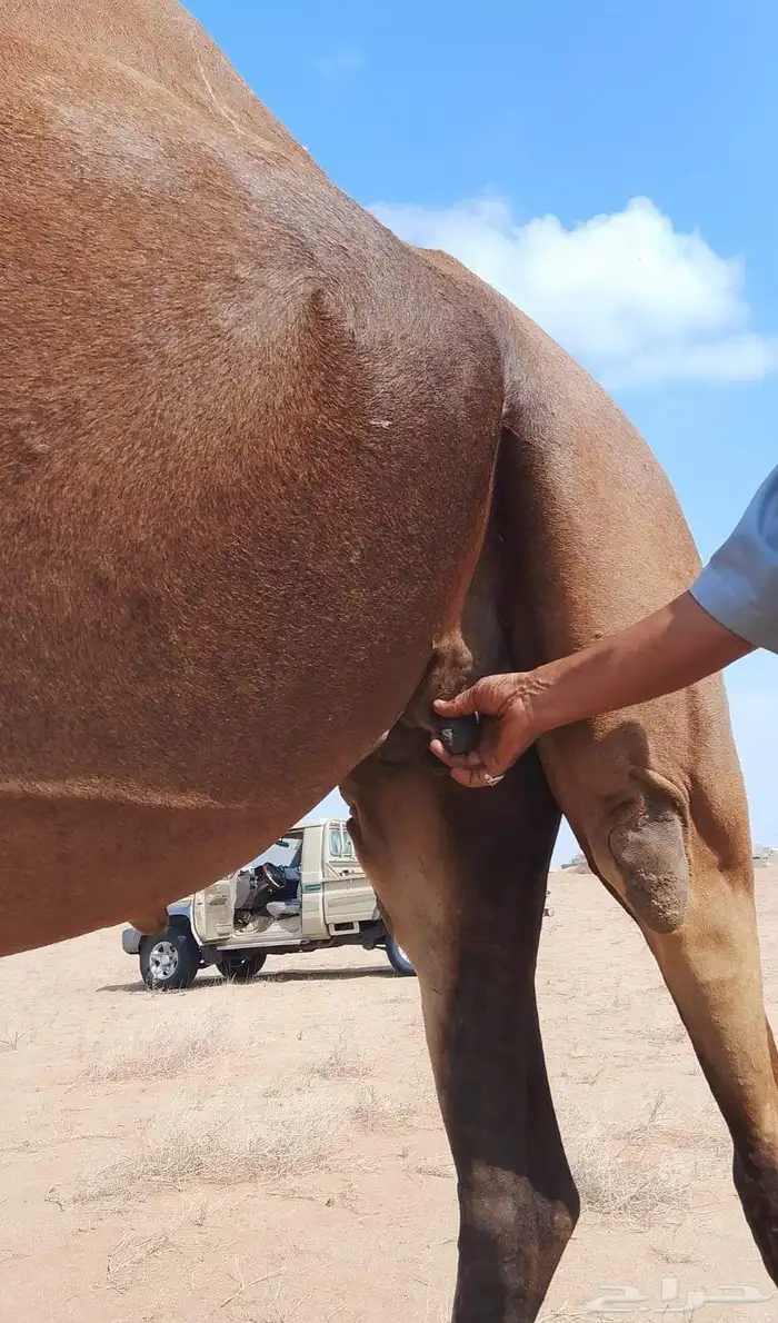 ناقة حمراء ثنية للبيع 0