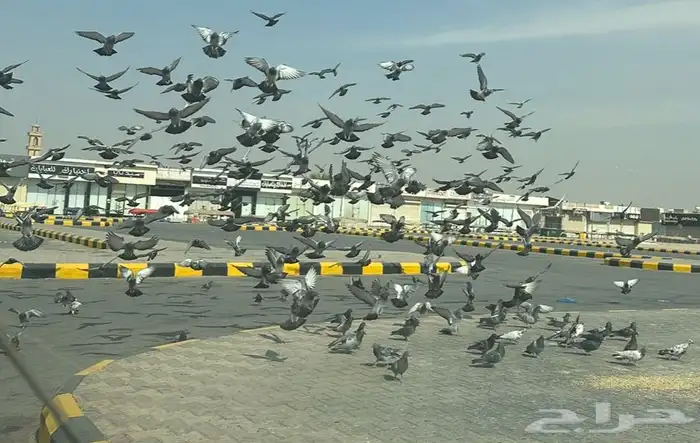 حمام للبيع نشيط جدآ 2