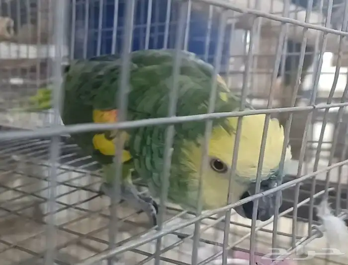 ذكر بلوفرنتد 0