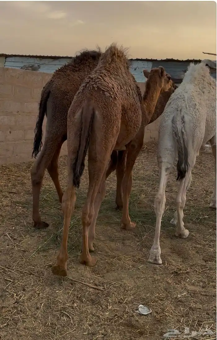 حشو طيبة للبيع 2