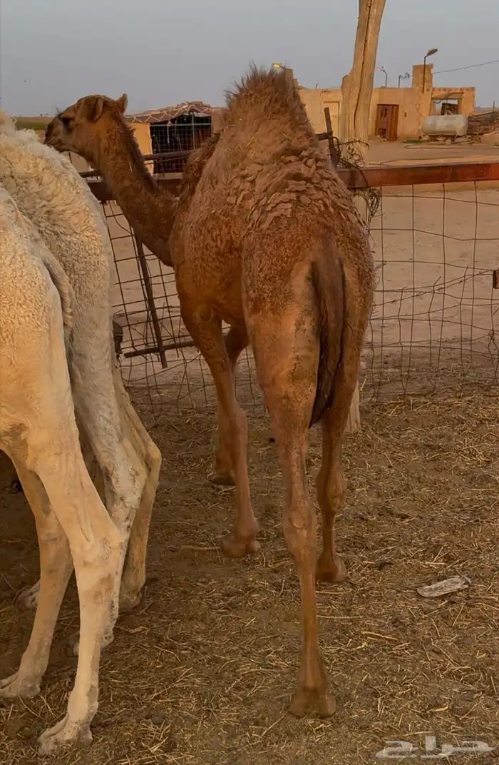 حشو طيبة للبيع 1