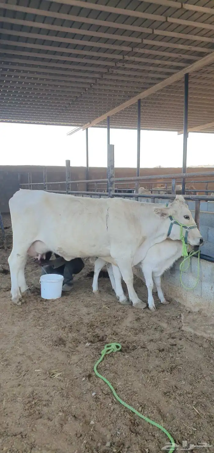 بقره المانيه منيحت بيت 0