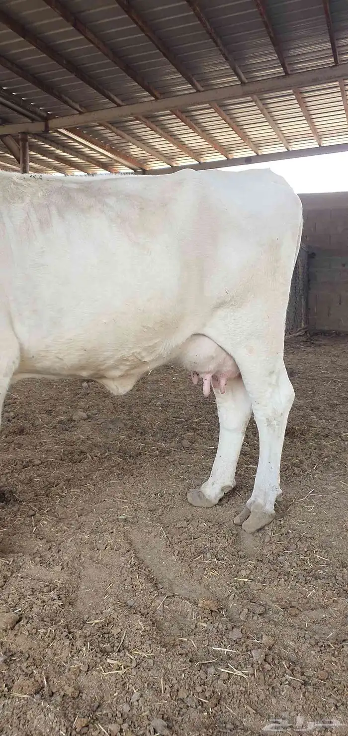 بقره المانيه منيحت بيت 5