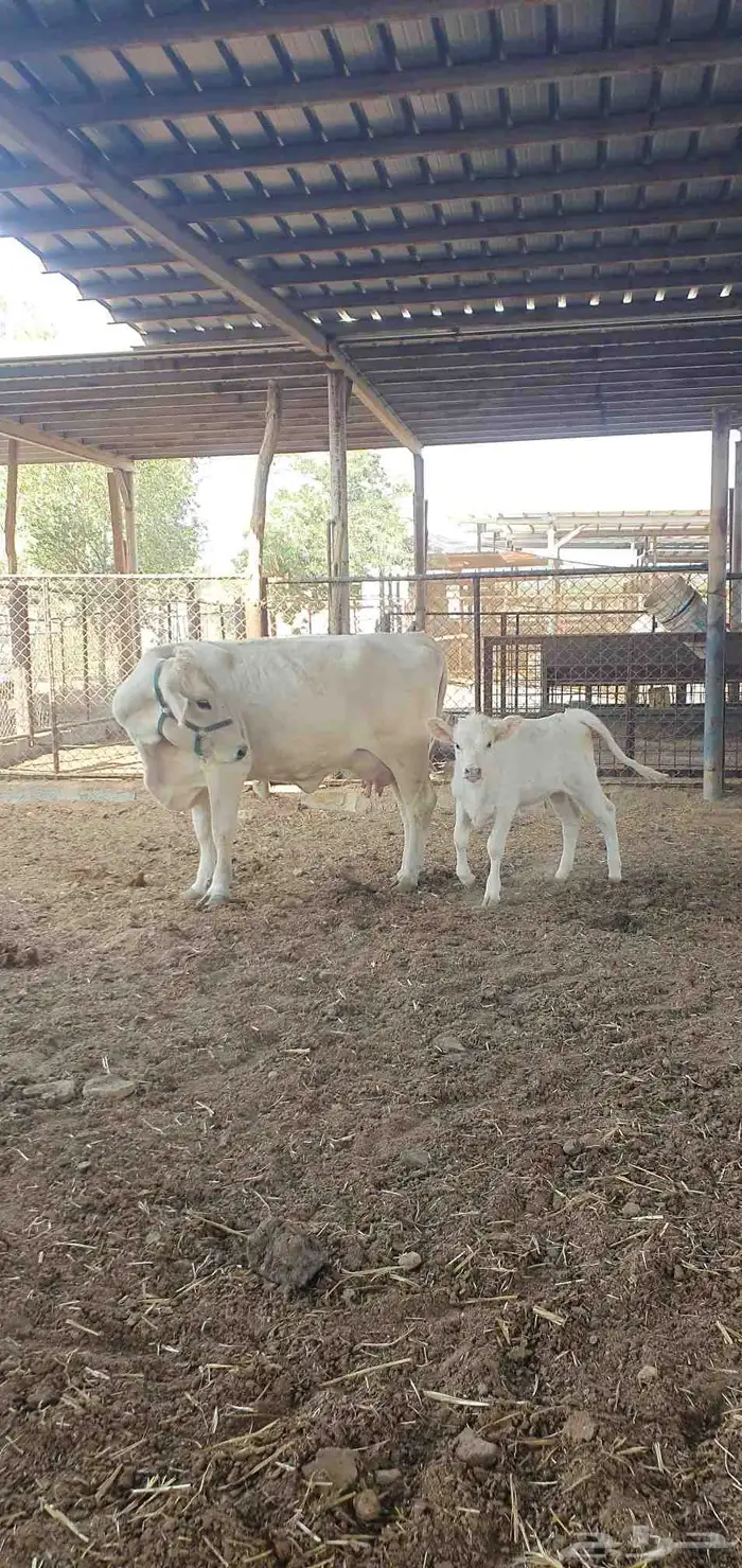 بقره المانيه منيحت بيت 2