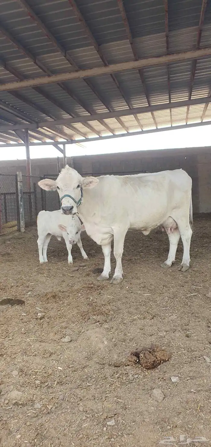 بقره المانيه منيحت بيت 4