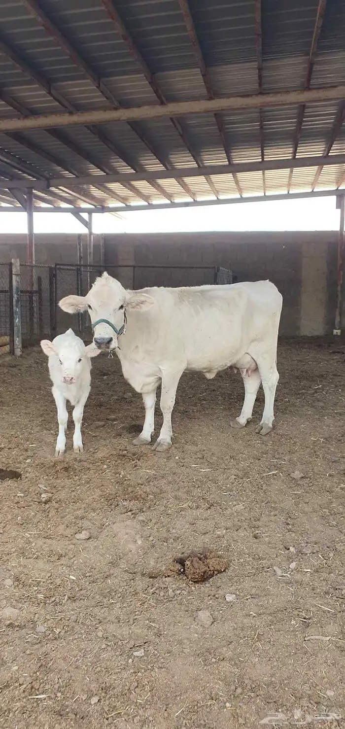 بقره المانيه منيحت بيت 3