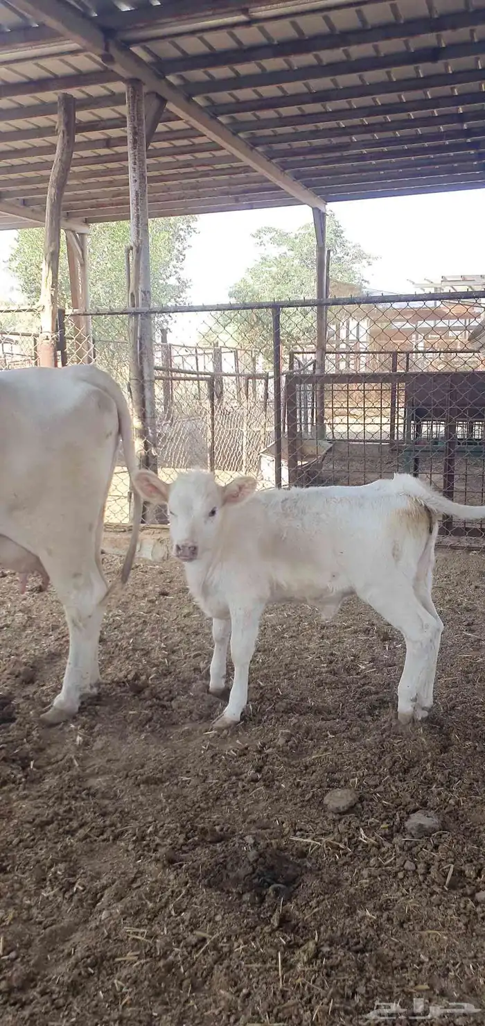 بقره المانيه منيحت بيت 1