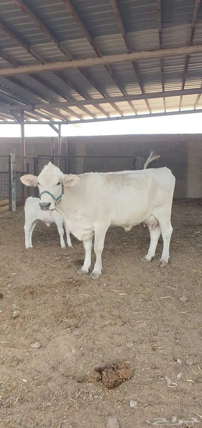 بقره المانيه منيحت بيت 6