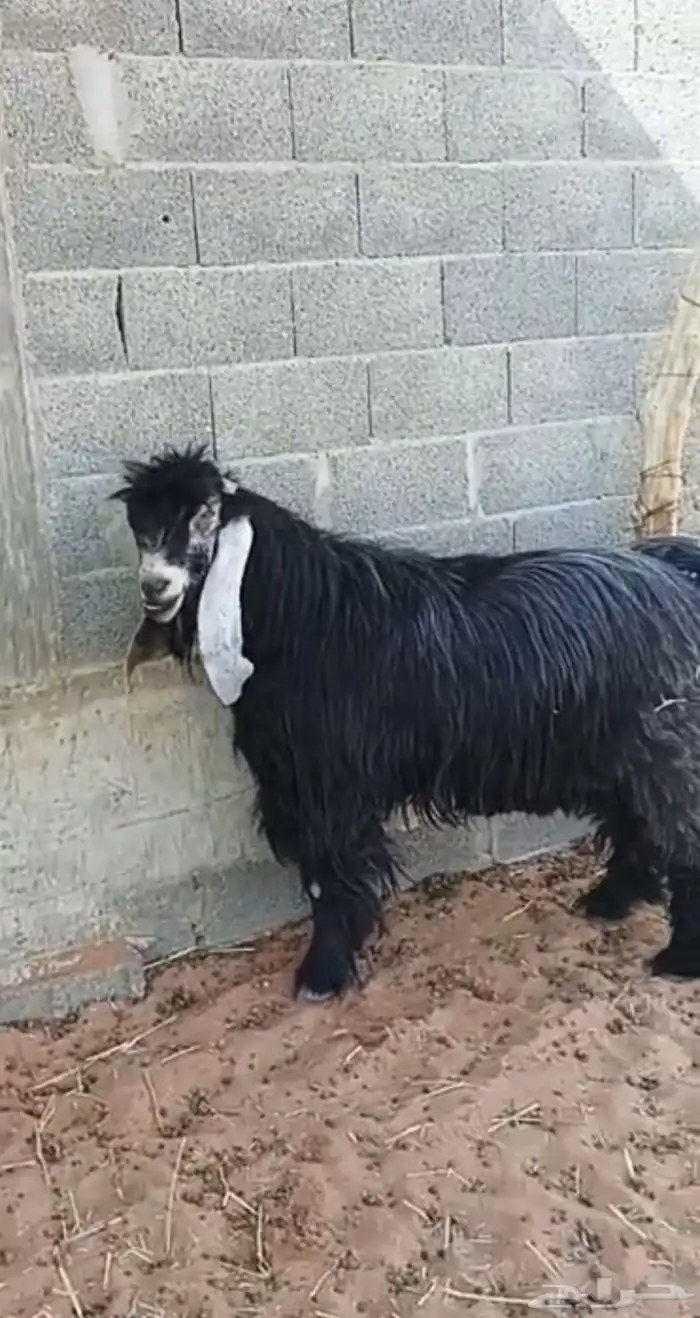 فحل عارضي صنف و جرم و معرف و انتاجه صنف 5