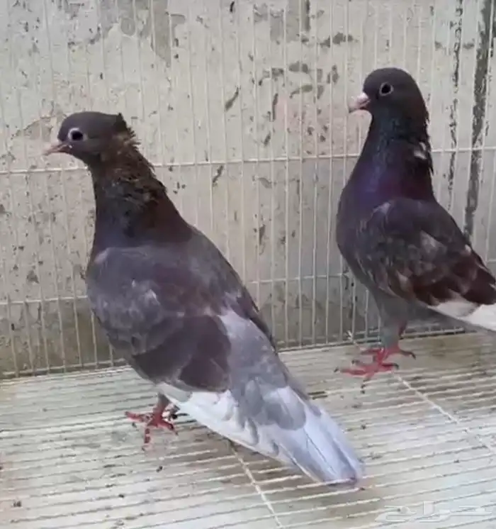 حمام صنعاني بفروخه 1